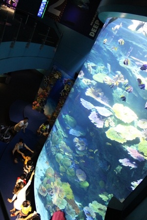 “Đứng tim” khi cá mập tấn công từ trên đầu