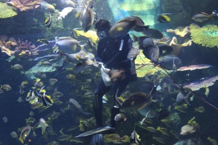 “Đứng tim” khi cá mập tấn công từ trên đầu