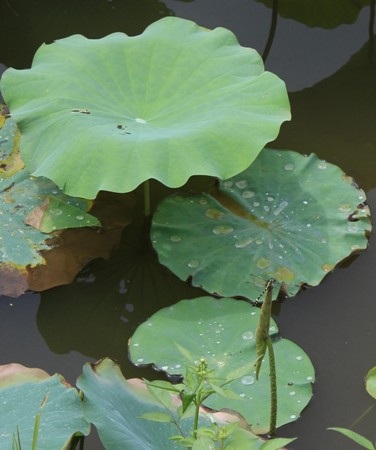 Mưa hạ đang gọi mùa sen!