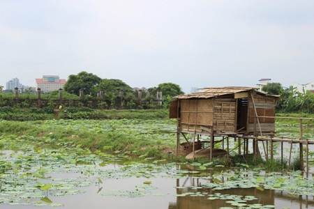 Mưa hạ đang gọi mùa sen!