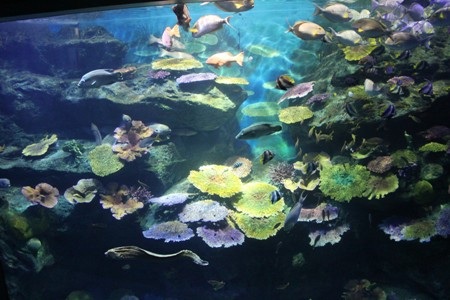 “Đứng tim” khi cá mập tấn công từ trên đầu