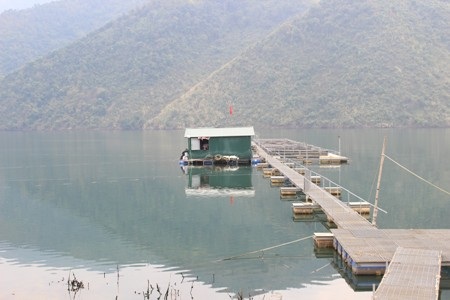 Nuôi các Lăng nay đã trở thành một nghề trên sông Đà.