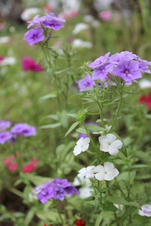 Hà Nội “gọi” Hè về trong sắc hoa tháng Tư