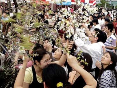 Khai mạc lễ hội Hoa anh đào Hạ Long 2014 - 1 Khai mạc lễ hội Hoa anh đào Hạ Long 2014