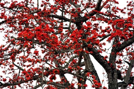 Thanh minh trong tiết tháng ba - 2 Thanh minh là dịp sống lại các giá trị xưa cũ tốt đẹp