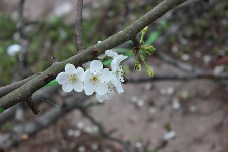 Đẹp tinh khôi: Hoa lê về phố!