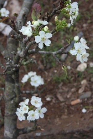 Hoa Lê chơi được lâu nên người mua
thoải mái về thời gian