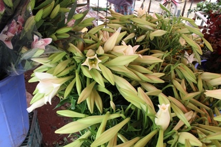 Hà Nội “gọi” Hè về trong sắc hoa tháng Tư