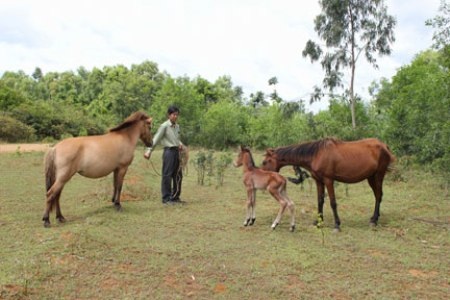 Lóc cóc vó ngựa xứ Nẫu - 4 Đua ngựa ở Phú Yên