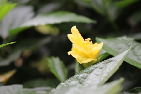 Hà Nội “gọi” Hè về trong sắc hoa tháng Tư