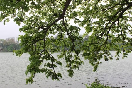 Hà Nội đẹp xao lòng vào mùa cây thay “áo mới”