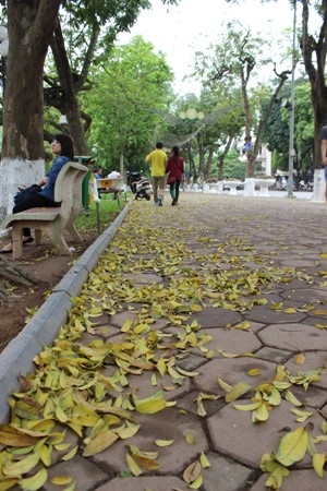 Hà Nội đẹp xao lòng vào mùa cây thay “áo mới”
