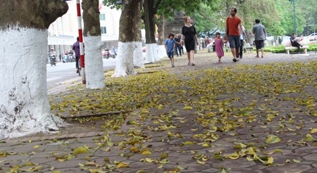 Hà Nội đẹp xao lòng vào mùa cây thay “áo mới”