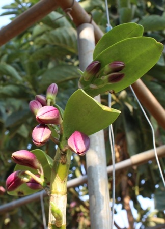 Cả một vùng đất trời núi non tháng Tư này được bao phủ bởi màu xanh của cây lá cỏ hoa