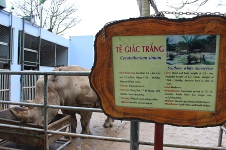 Về An Khánh khám phá Tê giác trắng