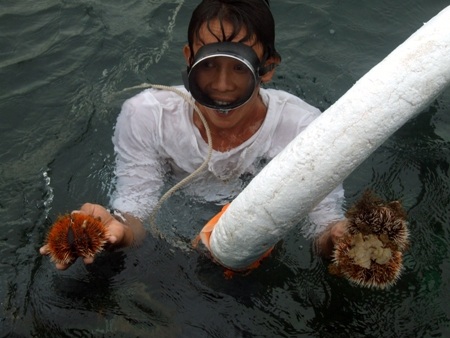 Du khách có thể cùng ngư dân nơi đây lặn biển bắt nhím