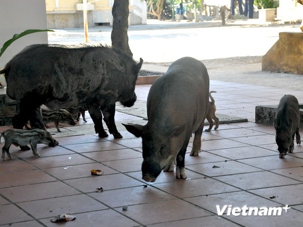 Khám phá chuyện bếp núc của các chiến sĩ ở Trường Sa - 3 Lợn nuôi trên đảo Trường Sa Lớn. (Ảnh: Việt
Đức/Vietnam+)