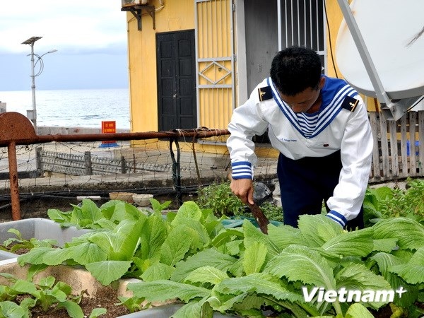 Khám phá chuyện bếp núc của các chiến sĩ ở Trường Sa - 4 Vườn rau xanh của lính đảo ở Trường Sa. (Ảnh:
Việt Đức/Vietnam+)