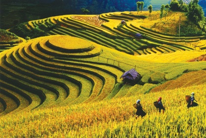 Chiêm ngưỡng những cánh đồng lúa đẹp hút hồn du khách - 2 3. Ruộng bậc thang mê hồn ở Tú Lệ