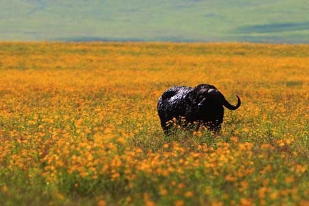 Vẻ đẹp tuyệt vời của thế giới động vật hoang dã tại Châu Phi - 10 Trâu rừng giữa thảm hoa dại. Những hình ảnh này chỉ thấy trong khoảng tháng 4 đến tháng 5 hàng năm