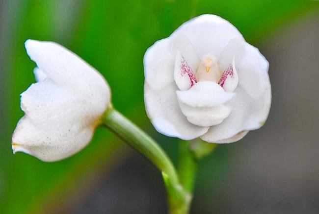Ngỡ ngàng chiêm ngưỡng vẻ đẹp khác lạ của các loài hoa lan - 11 Theo