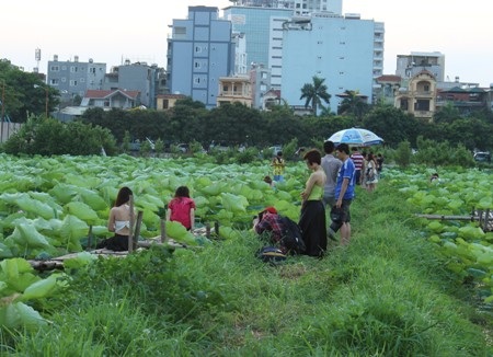 Giới trẻ Hà Thành “phát sốt” với sen Tây Hồ