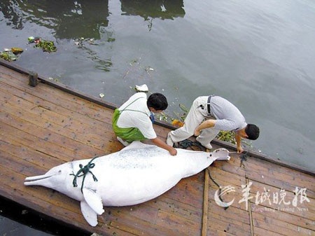 Những món ăn gây nhiều tranh cãi nhất thế giới - 3 Những món ăn hấp dẫn nhưng gây nhiều tranh cãi nhất thế giới