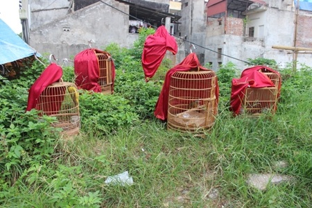 Những lồng chim được đặt ven đường, đây hiện là khu vực giải tỏa để làm đường
