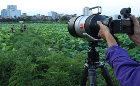 Giới trẻ Hà Thành “phát sốt” với sen Tây Hồ