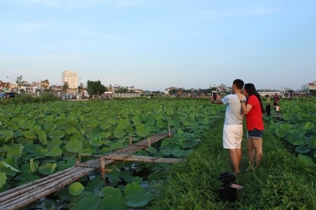 Hương sen dịu nhẹ, thanh khiết xua tan đi cái nóng oi ả của mùa hè.