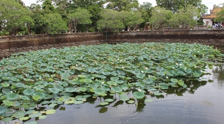 Đẹp dịu dàng sắc Sen xứ Huế