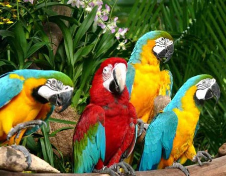 Lạc vào những khu vườn đẹp nhất Đông Nam Á