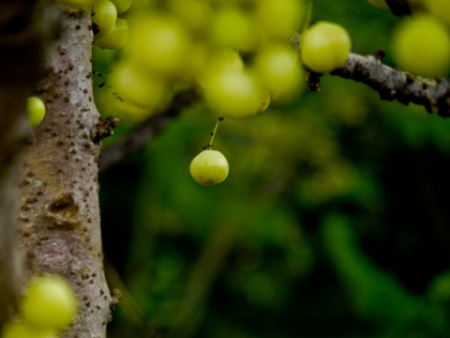 “Trái lạ Loòng boong” thấp thoáng trên phố phường Hà Nội - 3 “Trái lạ Loòng boong” thấp thoáng trên phố phường Hà Nội