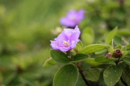 Quan Lạn nắng gió… - 3 Quan Lạn nắng gió…