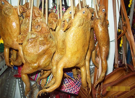 “Giật mình” với những túi đồ lưu niệm hình thù “có một không hai” - 2 Một loạt những chiếc túi ếch treo trên phố