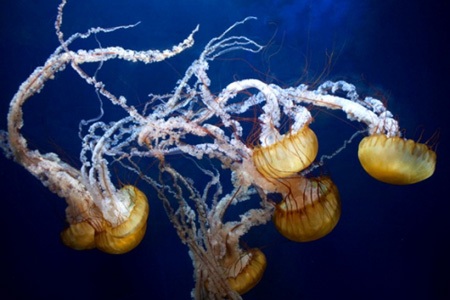 Những loài sát thủ đáng gờm của đại dương