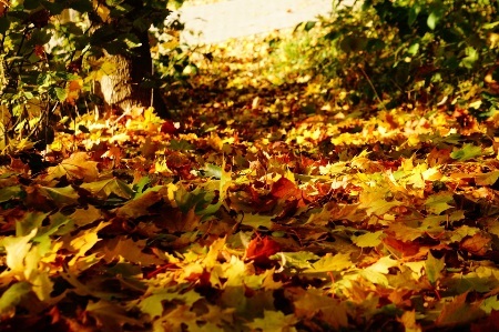 Mùa thu nước Nga thường bắt đầu vào khoảng tháng 9 đến hết tháng 10 trong năm.