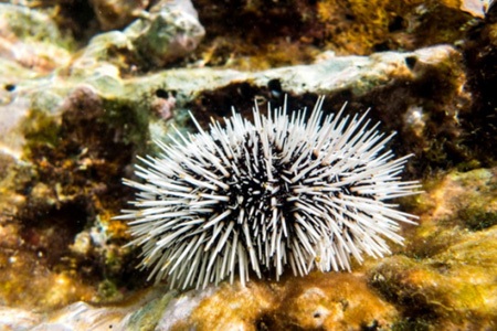 Những loài sát thủ đáng gờm của đại dương