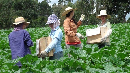 &nbsp;Cùng nhau
làm việc ngoài đồng rất vui vẻ