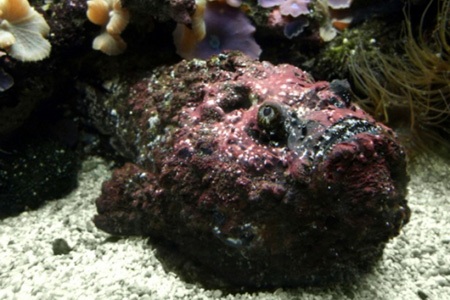 Những loài sát thủ đáng gờm của đại dương