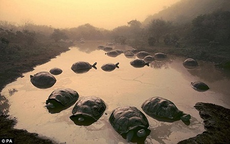 Loài rùa khổng lồ vẫn còn tồn tại trong tự nhiên trên các đảo Galapagos, gần Ecuador