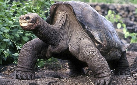 Con rùa Lonesome George đã chết ở tuổi 100.