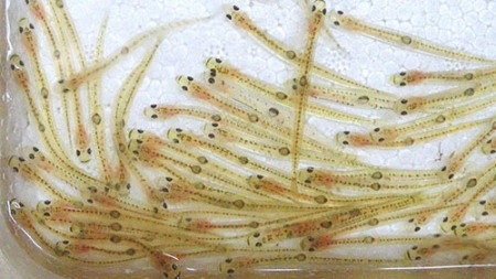 Ba món ăn ngon nhưng ít người dám thử ở xứ hoa anh đào