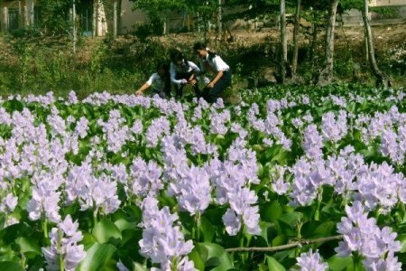 Không biết từ khi nào thứ bèo ấy trở thành món ăn… lạ miệng của người dân phố thị