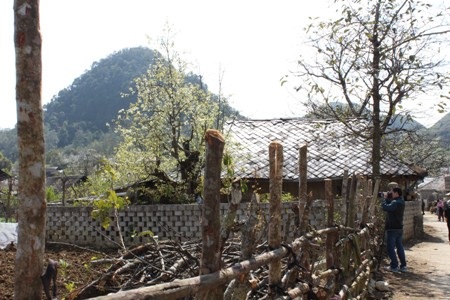 Nhớ lắm những buổi chào cờ đầu tuần của những cậu bé trên đảo Cô Tô.