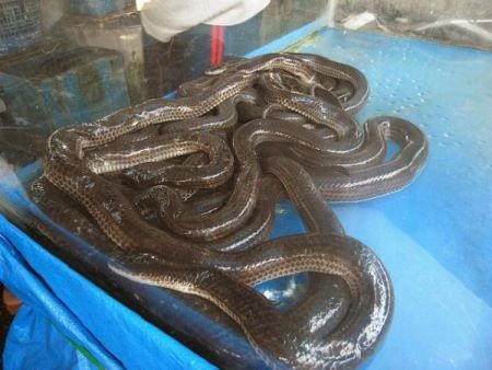 Người dân ở đây chỉ mua bán chủ yếu các loại rắn như: ri cá, ri voi, bông súng…