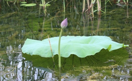 Du ngoạn Vân Long trước ngày bão đổ