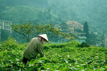 Mát mắt những giàn su su chênh vênh trên sườn Tam Đảo - 1 Mát mắt với những giàn su su xanh non mơn mởn...