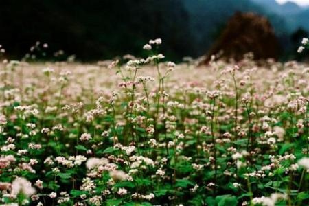 Tam giác mạch đã nhuộm hồng miền Cao nguyên đá - 2 Tháng 10/2014 ở Lũng Cú, Đồng Văn