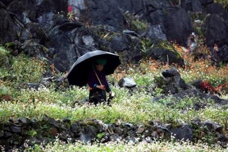 Tam giác mạch đã nhuộm hồng miền Cao nguyên đá - 1 Tháng 10/2014 ở Lũng Cú, Đồng Văn